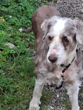 STOFFEL, Hund, Bearded Collie in Emkendorf - Bild 3