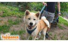 HACSI, Hund, Akita Inu-Mix in Ungarn