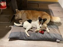 HACSI, Hund, Akita Inu-Mix in Hatten - Bild 3