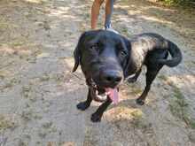 RAMBO3, Hund, Labrador-Mix in Ungarn - Bild 2