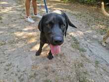 RAMBO3, Hund, Labrador-Mix in Ungarn - Bild 3