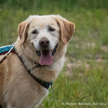 ARES, Hund, Labrador Retriever-Mix in Egelsbach - Bild 1