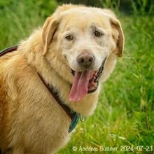 ARES, Hund, Labrador Retriever-Mix in Egelsbach - Bild 2