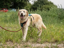 ARES, Hund, Labrador Retriever-Mix in Egelsbach - Bild 3