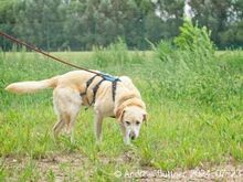 ARES, Hund, Labrador Retriever-Mix in Egelsbach - Bild 4