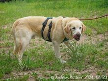 ARES, Hund, Labrador Retriever-Mix in Egelsbach - Bild 5