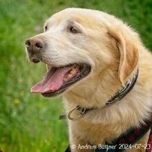 ARES, Hund, Labrador Retriever-Mix in Egelsbach - Bild 6