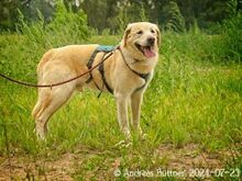 ARES, Hund, Labrador Retriever-Mix in Egelsbach - Bild 7