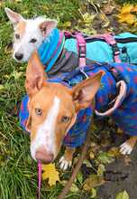 EDDIE, Hund, Podenco in Weiterstadt - Bild 2