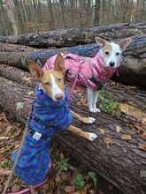 EDDIE, Hund, Podenco in Weiterstadt - Bild 4