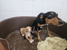 EDDIE, Hund, Podenco in Weiterstadt - Bild 8