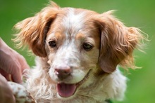 DAMA, Hund, Breton Andaluz in Hamburg - Bild 10