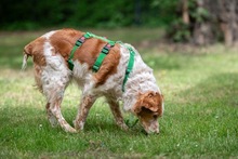 DAMA, Hund, Breton Andaluz in Hamburg - Bild 11
