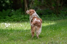DAMA, Hund, Breton Andaluz in Hamburg - Bild 12