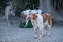 DAMA, Hund, Breton Andaluz in Hamburg - Bild 14