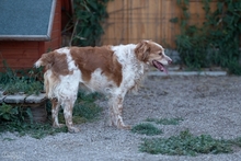 DAMA, Hund, Breton Andaluz in Hamburg - Bild 15
