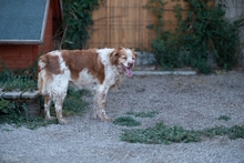 DAMA, Hund, Breton Andaluz in Hamburg - Bild 4