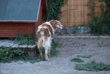 DAMA, Hund, Breton Andaluz in Hamburg - Bild 5