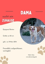 DAMA, Hund, Breton Andaluz in Hamburg - Bild 6