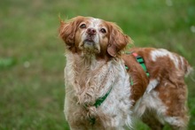 DAMA, Hund, Breton Andaluz in Hamburg - Bild 7