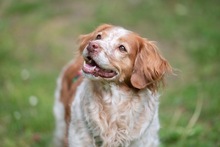 DAMA, Hund, Breton Andaluz in Hamburg - Bild 8