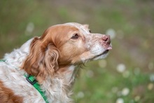 DAMA, Hund, Breton Andaluz in Hamburg - Bild 9