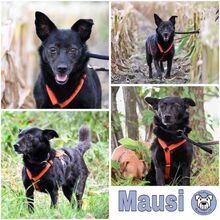 MAUSI, Hund, Mischlingshund in Worpswede - Bild 1