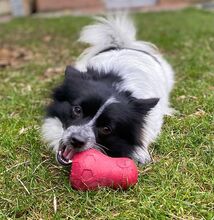 NALA, Hund, Mittelspitz in Burgdorf - Bild 14