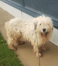 CHARLIE, Hund, Mioritic Hirtenhund in Rumänien - Bild 2