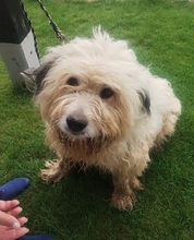 CHARLIE, Hund, Mioritic Hirtenhund in Schwarmstedt - Bild 3