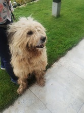 CHARLIE, Hund, Mioritic Hirtenhund in Schwarmstedt - Bild 4