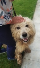 CHARLIE, Hund, Mioritic Hirtenhund in Schwarmstedt - Bild 5