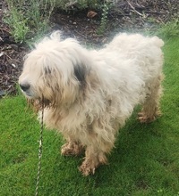 CHARLIE, Hund, Mioritic Hirtenhund in Schwarmstedt - Bild 6