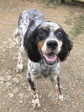 LOLA, Hund, English Setter in Griechenland - Bild 1