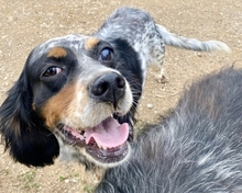 LOLA, Hund, English Setter in Griechenland - Bild 10