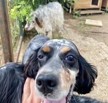 LOLA, Hund, English Setter in Griechenland - Bild 11