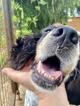 LOLA, Hund, English Setter in Griechenland - Bild 12