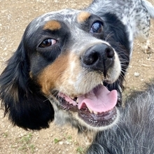 LOLA, Hund, English Setter in Griechenland - Bild 2