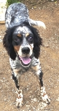 LOLA, Hund, English Setter in Griechenland - Bild 3