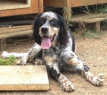 LOLA, Hund, English Setter in Griechenland - Bild 4