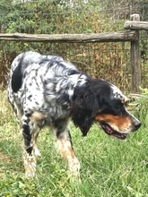 LOLA, Hund, English Setter in Griechenland - Bild 5