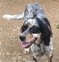 LOLA, Hund, English Setter in Griechenland - Bild 6