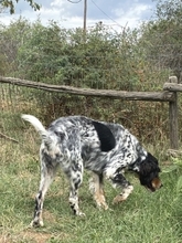 LOLA, Hund, English Setter in Griechenland - Bild 7