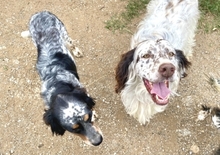 LOLA, Hund, English Setter in Griechenland - Bild 8