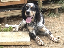 LOLA, Hund, English Setter in Griechenland - Bild 9