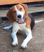 PABLITO, Hund, Beagle in Griechenland