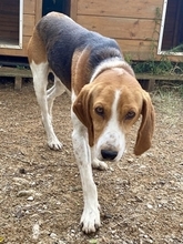 PABLITO, Hund, Beagle in Griechenland - Bild 10