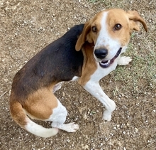 PABLITO, Hund, Beagle in Griechenland - Bild 12