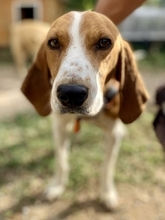 PABLITO, Hund, Beagle in Griechenland - Bild 13