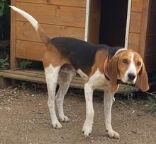 PABLITO, Hund, Beagle in Griechenland - Bild 14